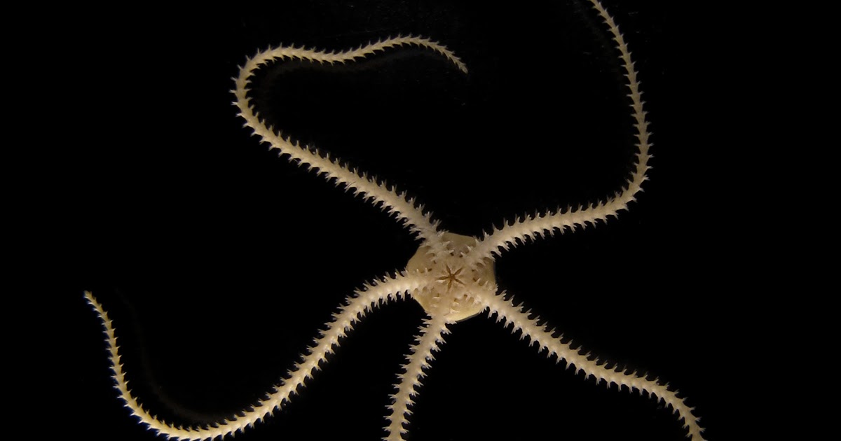 Invertebrate Embryology Viviparous brittlestar Amphipholis squamata