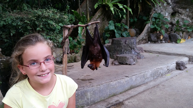 Zorros Voladores en Alas Kedaton (Bali)