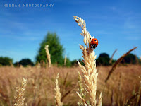 "Lops Tops Ladybird"