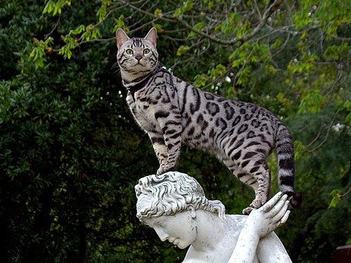 Is A Cat Classed As A Wild Animal Is A Cat Classed As A Wild Animal