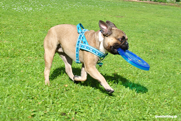 Hundefrisbee Hundefrisbee