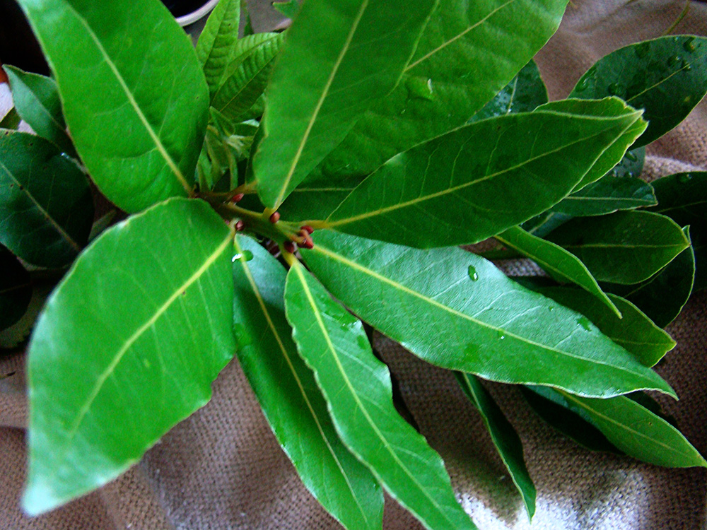 Rurification August 2012