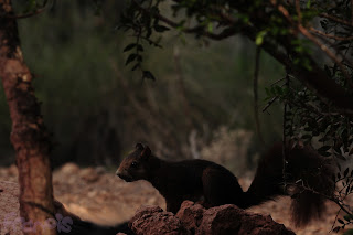 Ardilla roja (Sciurus vulgaris) Red squirrel Ardilla roja (Sciurus vulgaris) Red squirrel