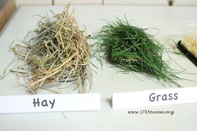 Hay an Grass scat "mix-ins" for Cold Scat Creamery Lab: STEMmom.org