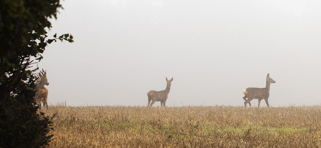 Roe deer, Capreolus capreolus, in a field between the High Elms estate and North End Lane. 3 October 2015. Roe deer, Capreolus capreolus, in a field between the High Elms estate and North End Lane. 3 October 2015.