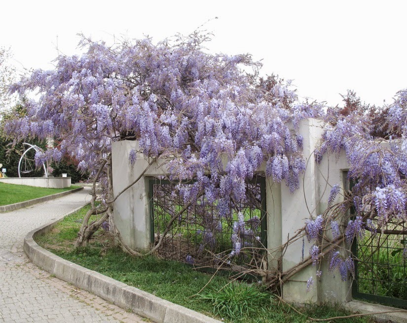 What Does Wisteria Smell Like  