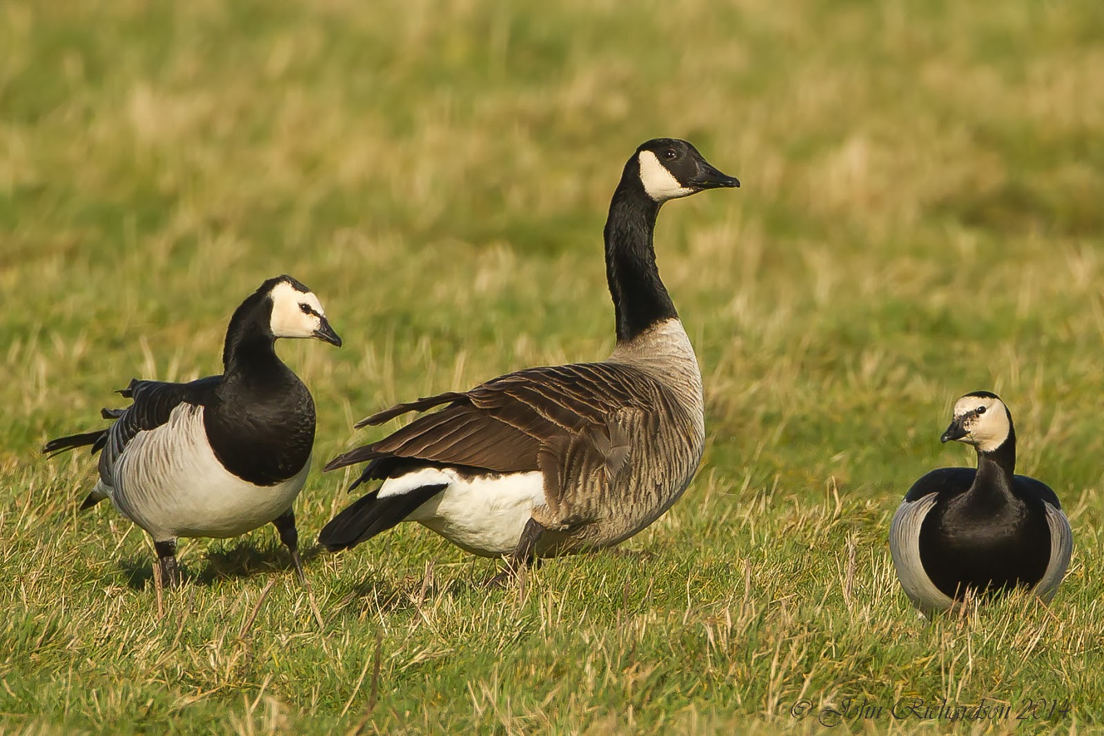Old Man of Minsmere aka John Richardson Geese at NorthWarren including