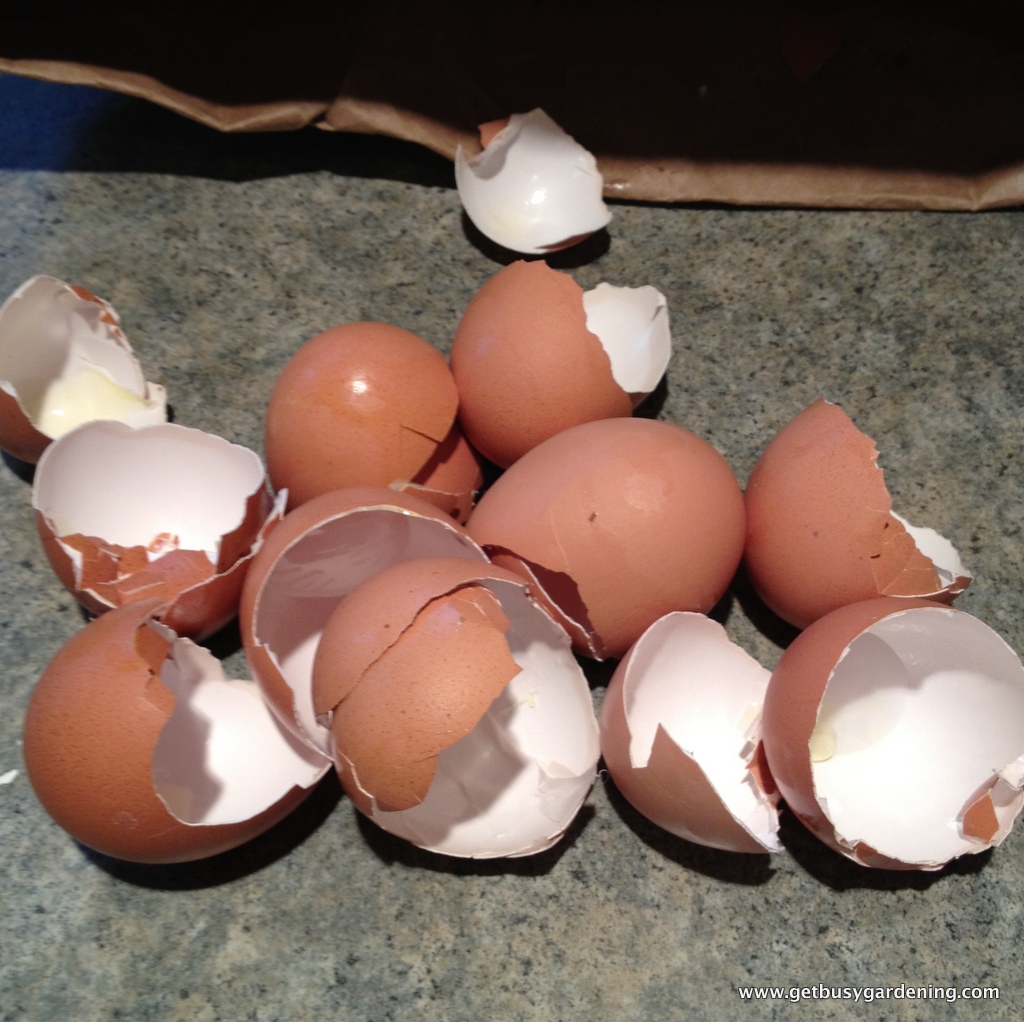 How To Control Slugs In The Garden Organically Get Busy Gardening