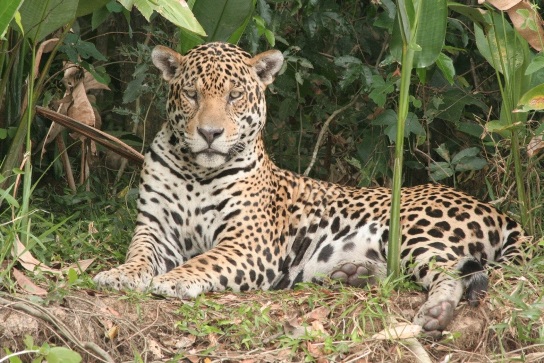 a.arman weblog: Big Bites_ Naturally Strongest