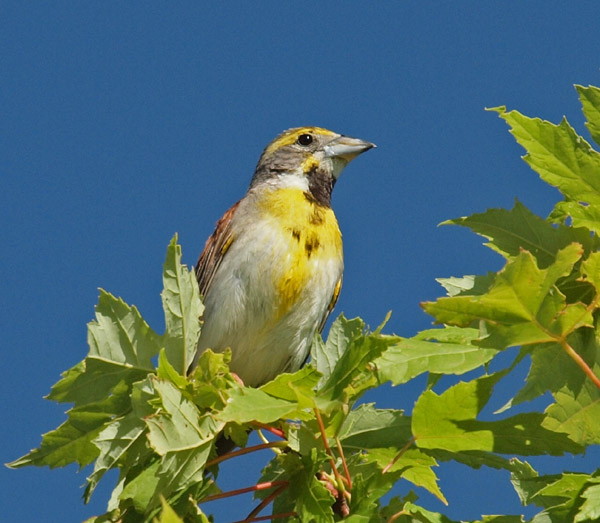 Utah Birders Birding Blog, Utah Birds, Utah Birding, Utah Bird ID