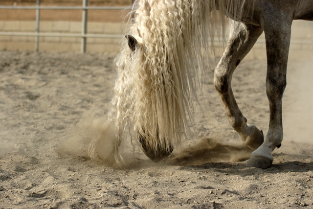 Resultado de imagen de caballo con colico