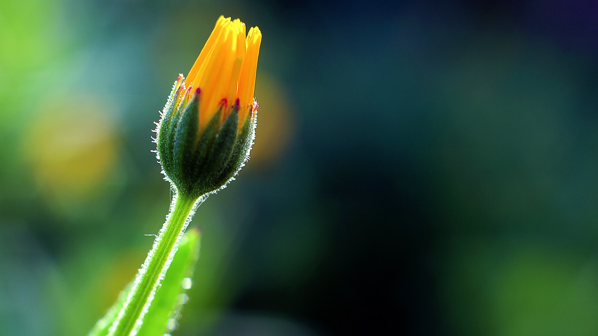 Flower Bud High Definition Wallpapers HD wallpapers