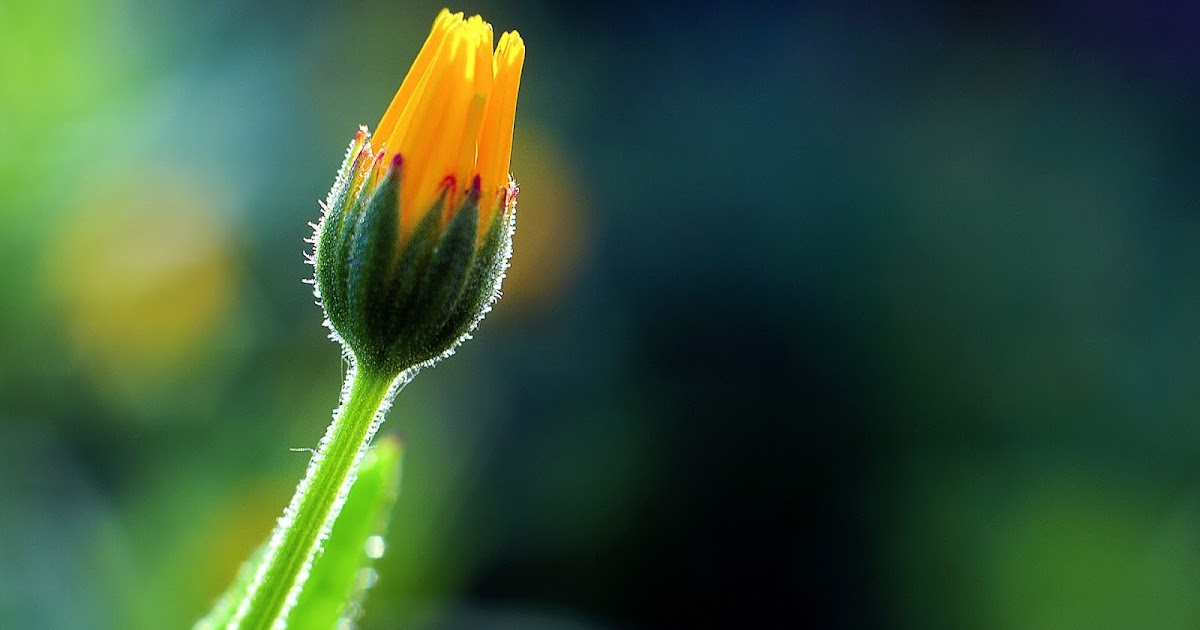 Flower Bud High Definition Wallpapers HD wallpapers