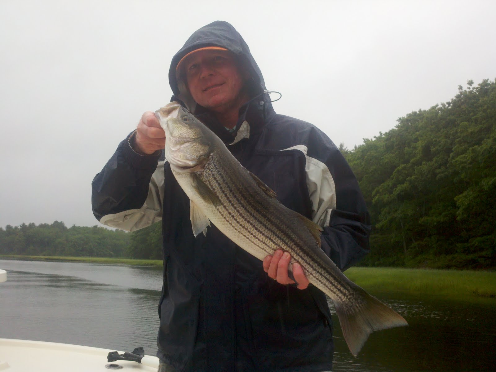 Maine Striper Fishing Charters & Reports Hotline 2076910745 Maine
