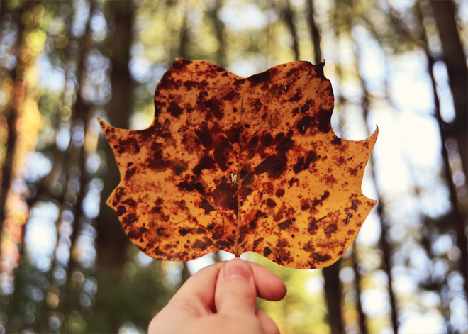 Golden leaf Golden leaf