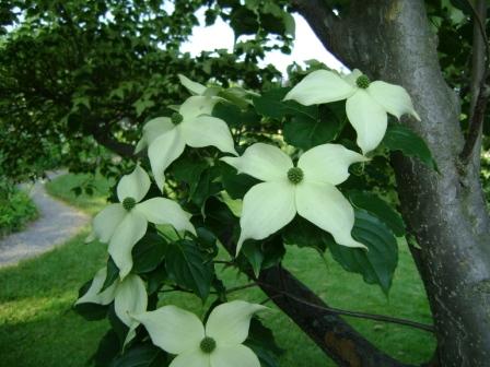 Chinese+dogwood+tree+fruit