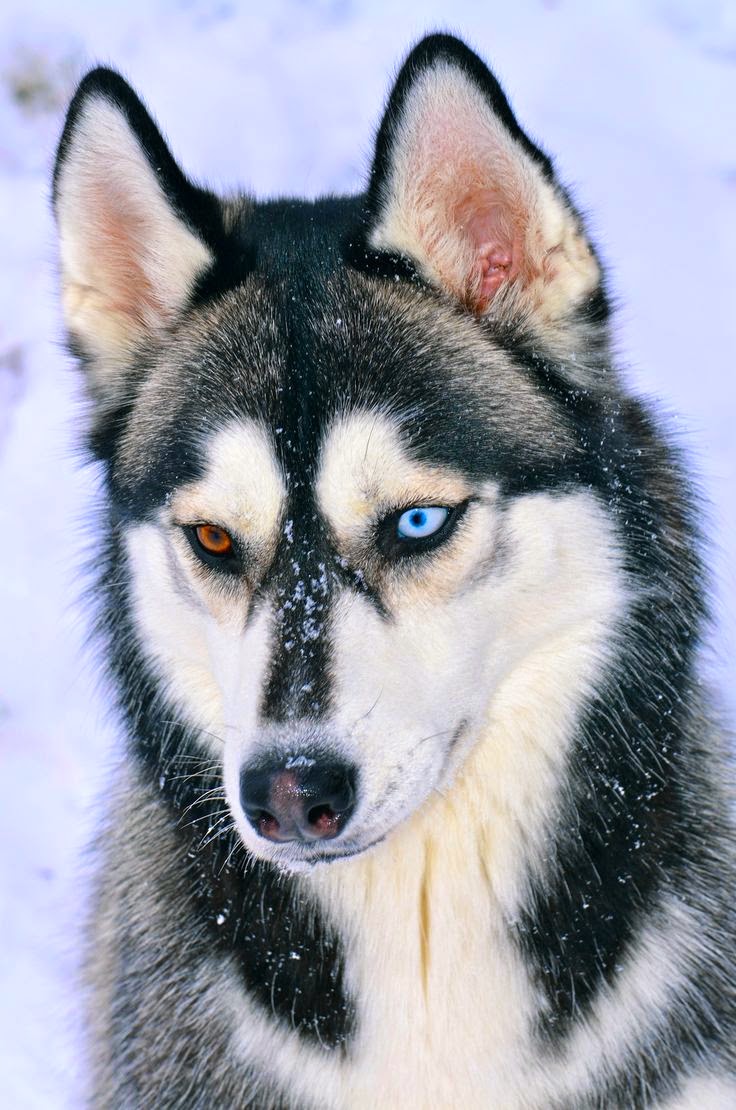 White Wolf 20 Striking Photos Of Huskies With Different Colored Eyes