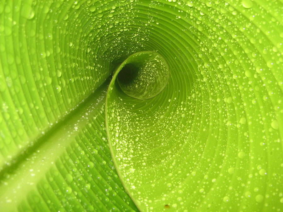 best photos 2 share 10 CloseUp Photographs of Petals and Leaves