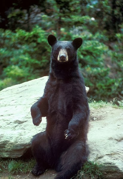 black-bear.jpg