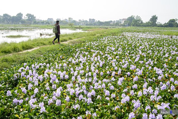 [Image: ngam-tham-hoa-luc-binh-tren-dong-que-10.jpg]