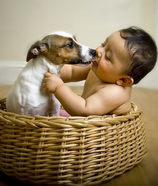 See more Best Dog Babysitters - PawNation http://cutepuppyanddog.blogspot.com/
