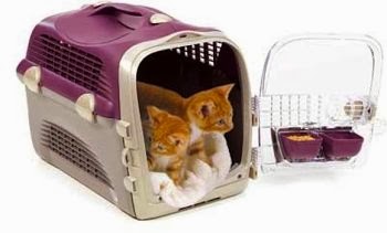 gatinho mochila