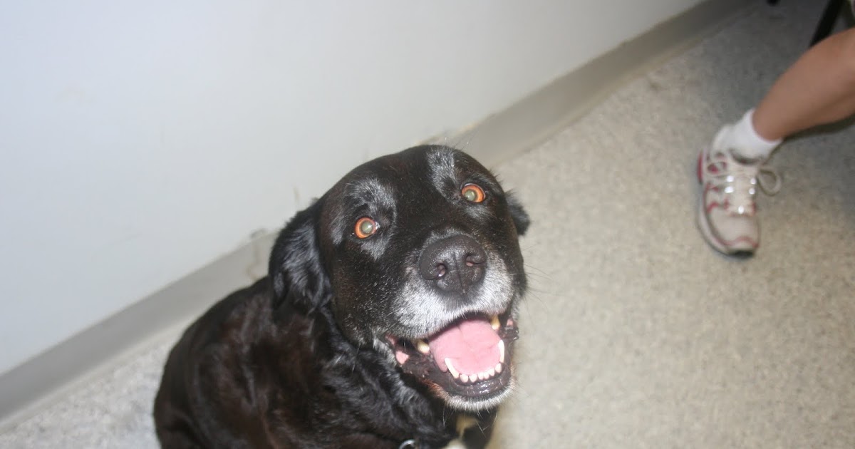 Gone to the Dogs "Cold Tail"