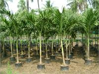 Palem putri - Daun hijau palem putri daun hijau