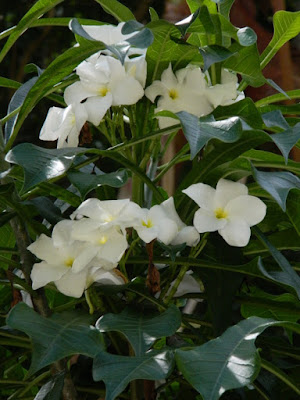 White plumeria Frangipani at Diamond Botanical Gardens Soufriere St. Lucia by garden muses-not another Toronto gardening blog