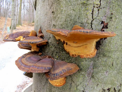shelf fungus