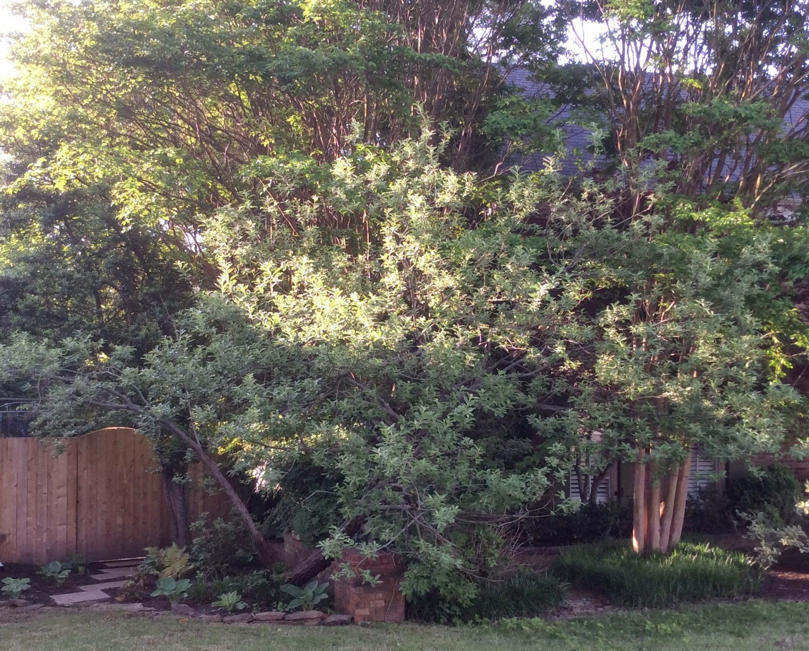 Garden Musings From Memphis Area Master Gardeners Spring | garden musings from memphis area master gardeners a light Garden Musings From Memphis Area Master Gardeners Spring | garden musings from memphis area master gardeners a light