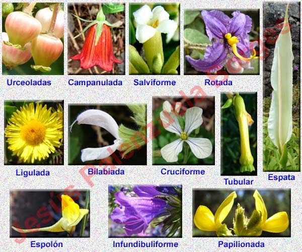 Tipos de Corola Tipos de Corola
