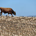 Cow falls on man: Cow falls, crushing man in bed, after breaking through roof thumbnail
