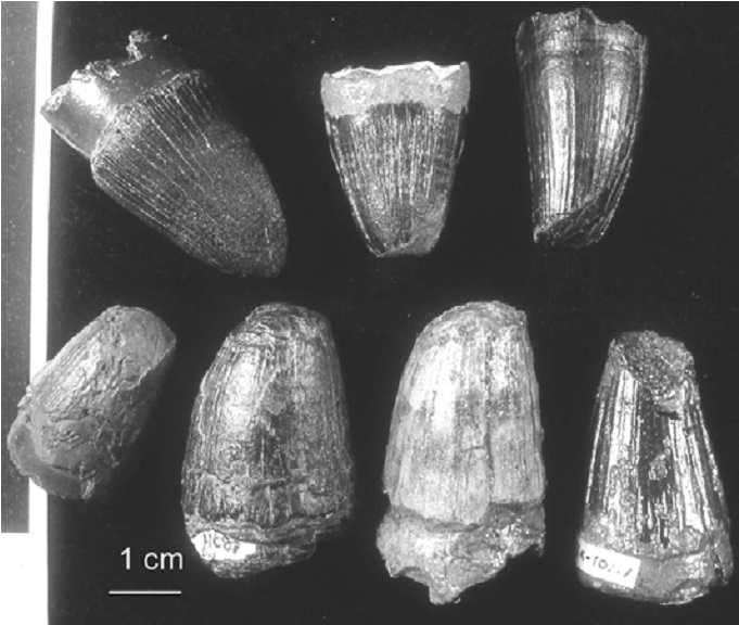 Mark P. Witton's Blog: Deinosuchus: the Dalek-backed alligatoroid that  (sometimes) made chew toys of dinosaurs