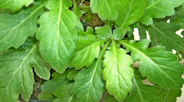 Manfaat Daun Dewa Untuk Tubuh Manfaat Daun Dewa Untuk Tubuh