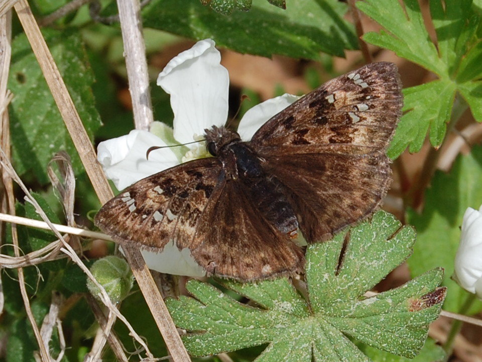 Brenda's "Texas Wild" Garden Funereal Dusky Wing Skipper Butterfly