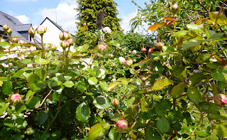 La rose Pierre de Ronsard