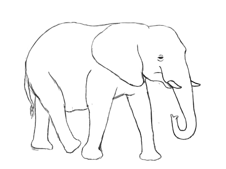 Line Drawing Of Elephant : Elephant head line drawing