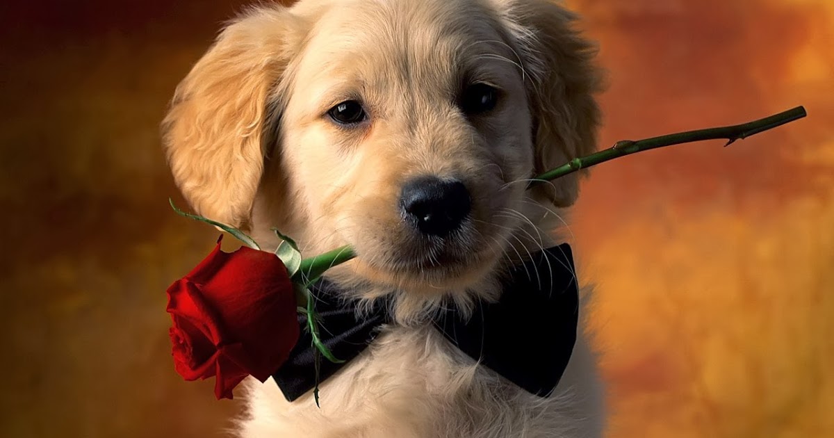 Imagenes de Perritos: Perrito con flor en su boca