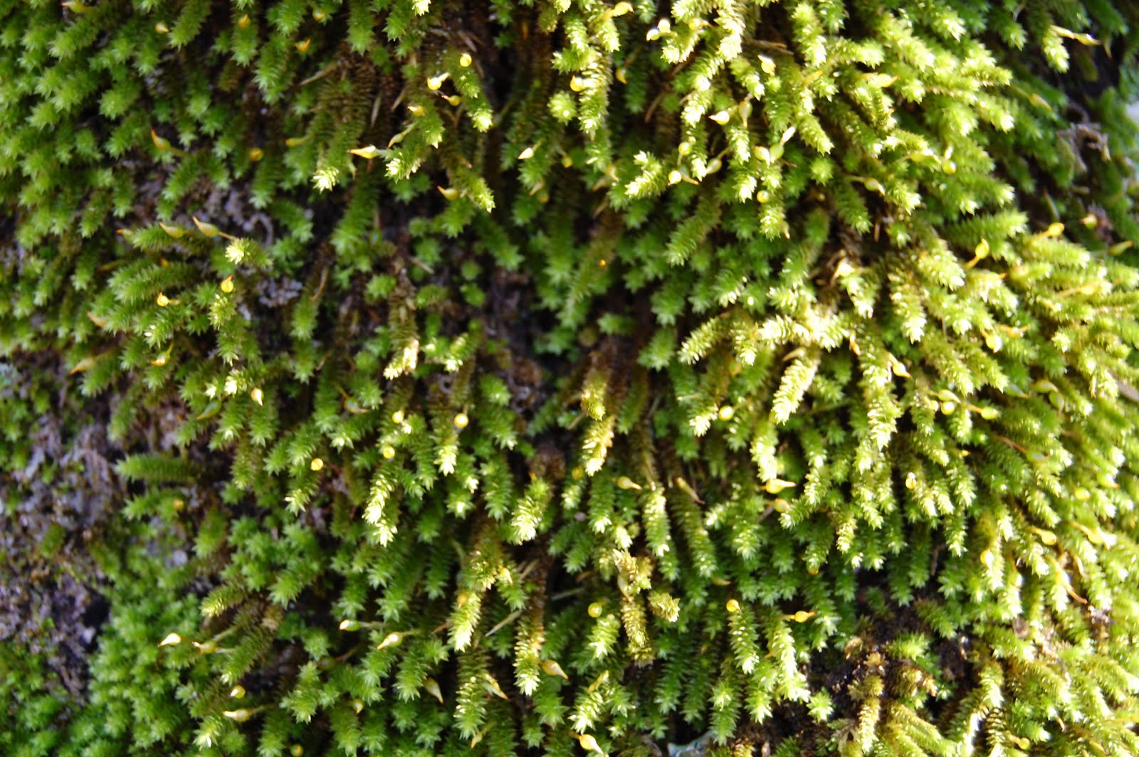 Brenda's "Texas Wild" Garden Fern Moss