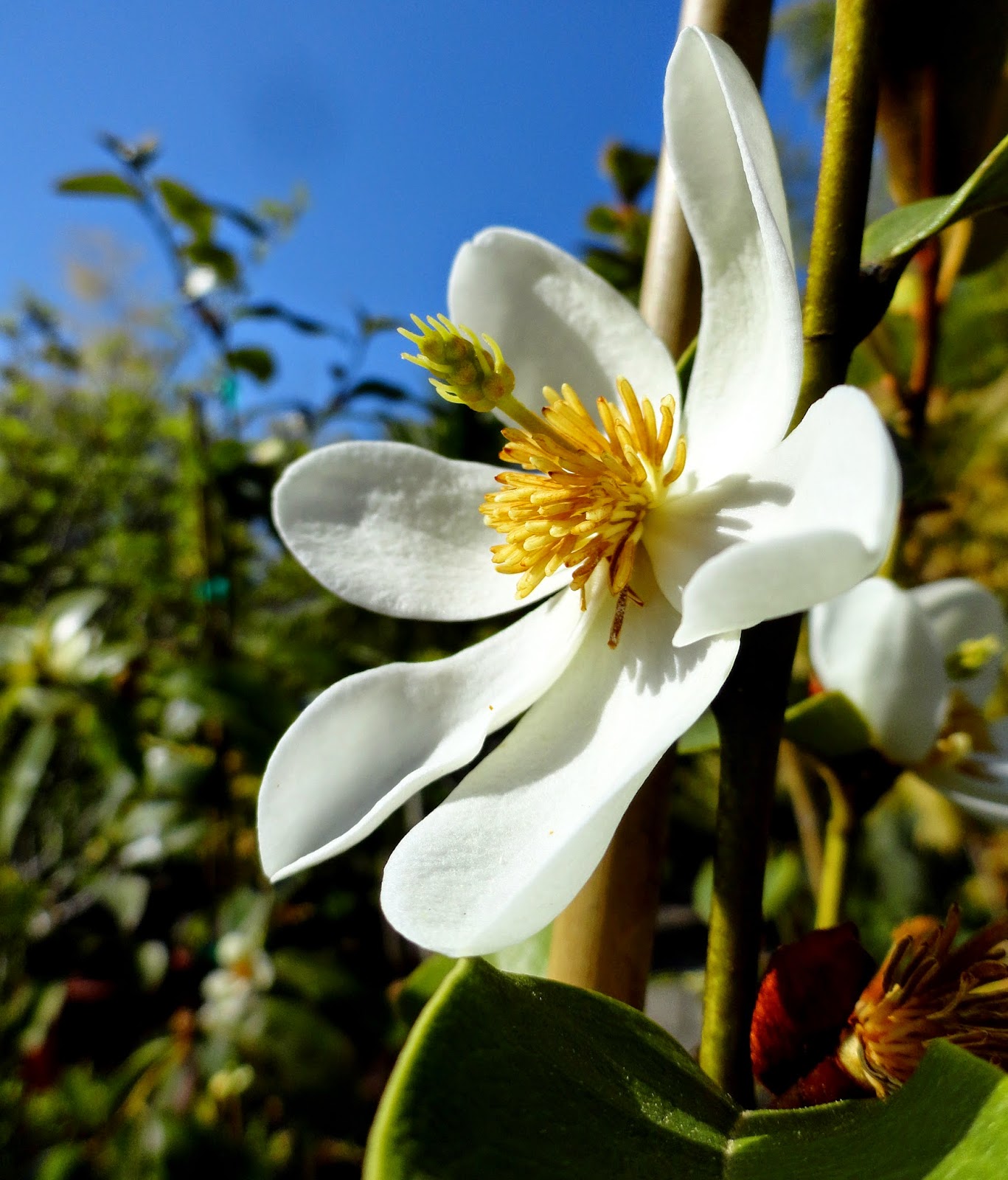 Singapore Plants Lover Magnolia Champaca