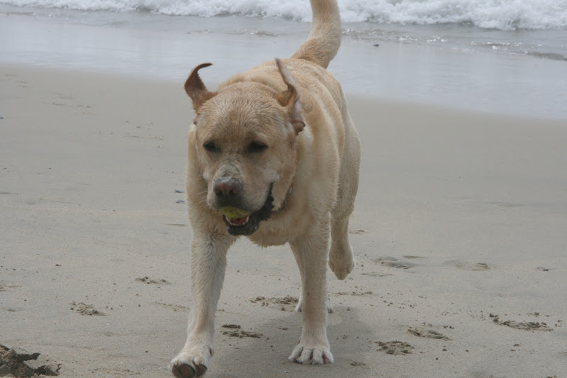 Yellow Labrador Cooper Huntington Beach