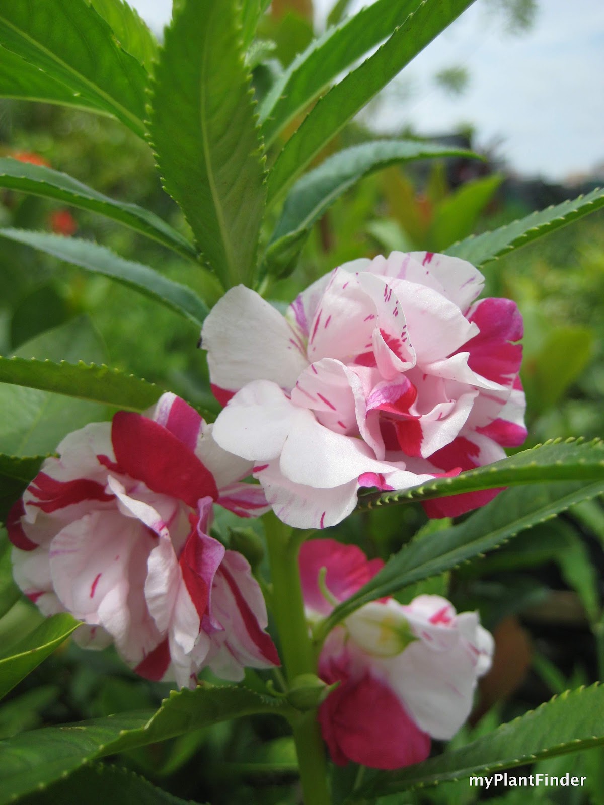 MY PLANT FINDER Plant Guide Impatiens balsamina
