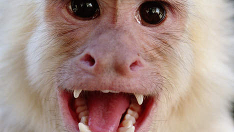 capucijner aap
