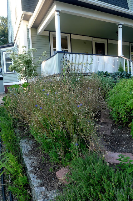 Edible Landscaping: replacing spent annual batchelor's Buttons