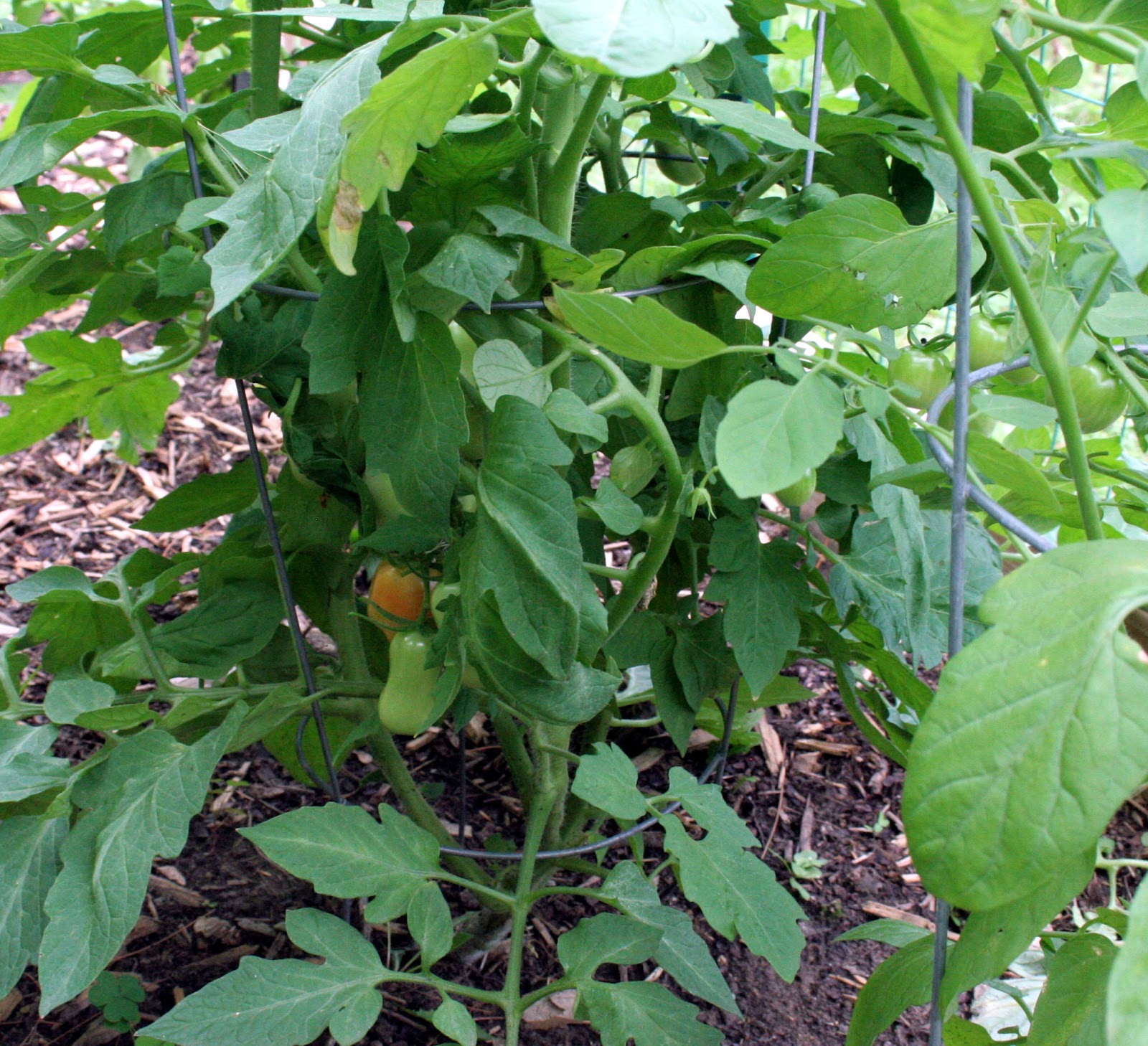 Three Fates and J Grow Up Garden News