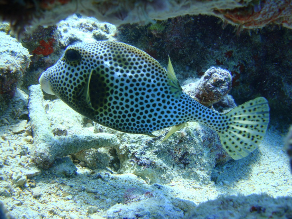 DePalmadise SNUBA at De Palm Island (part 2)