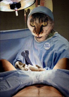 Dokter Kucing