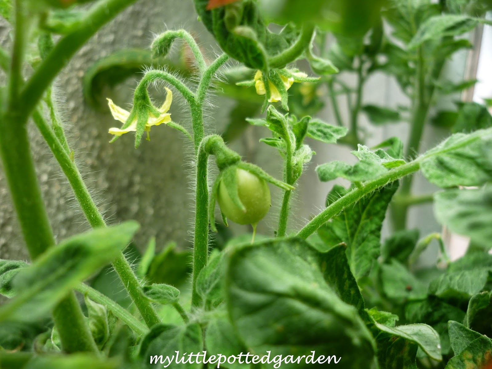 My Little Potted Garden Roma Tomatoes (Lynseed Organics)