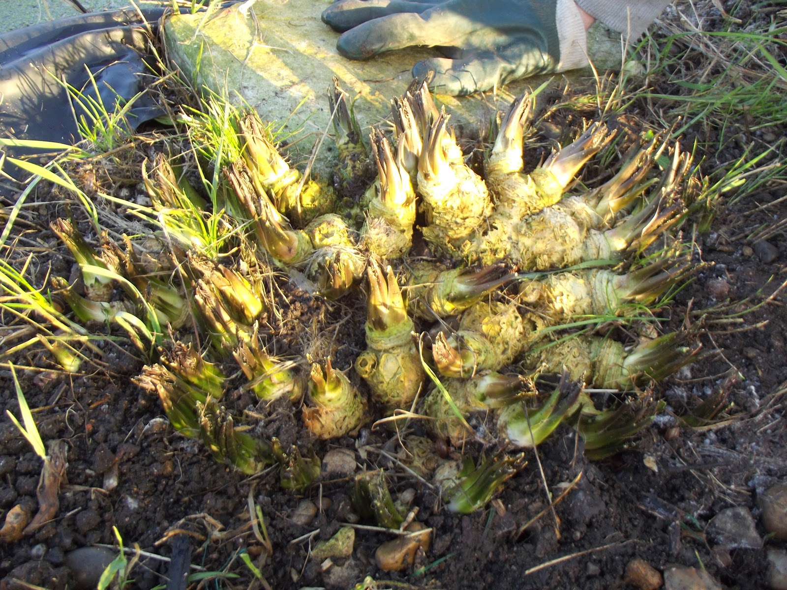 Jerusalem Artichoke Fuseau